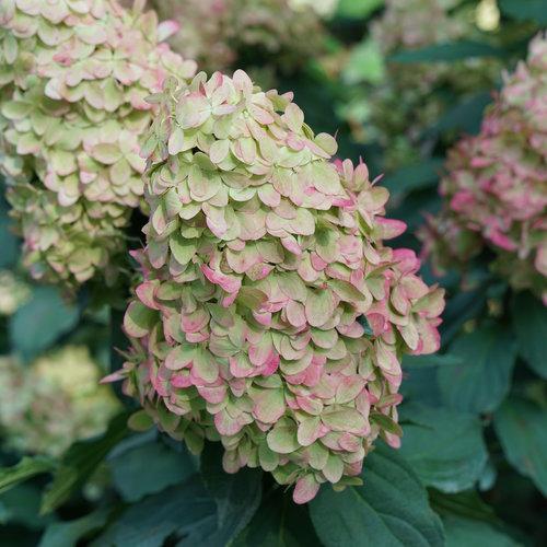 Hydrangea paniculata 'SMNHPPH' ~ Limelight Prime® Hydrangea-ServeScape