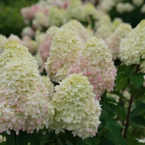 Hydrangea paniculata 'SMNHPPH' ~ Limelight Prime® Hydrangea-ServeScape