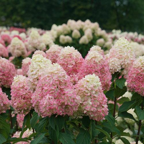 Hydrangea paniculata 'SMNHPPH' ~ Limelight Prime® Hydrangea-ServeScape