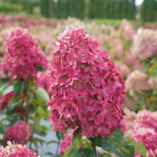 Hydrangea paniculata 'SMNHPPH' ~ Limelight Prime® Hydrangea-ServeScape