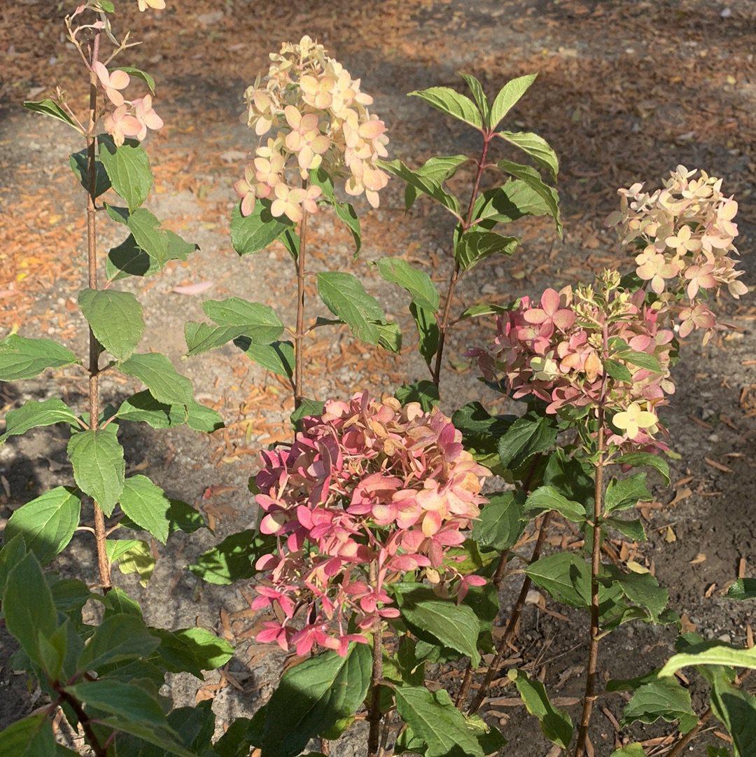 Hydrangea paniculata 'SMNHPPH' ~ Limelight Prime® Hydrangea-ServeScape