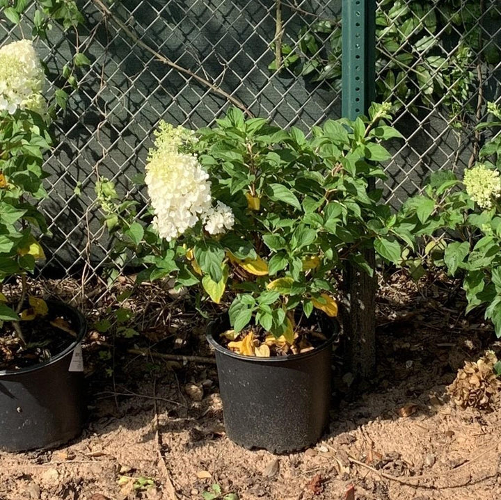 Hydrangea paniculata 'Silver Doller' ~ Low Tide™ Hydrangea-ServeScape