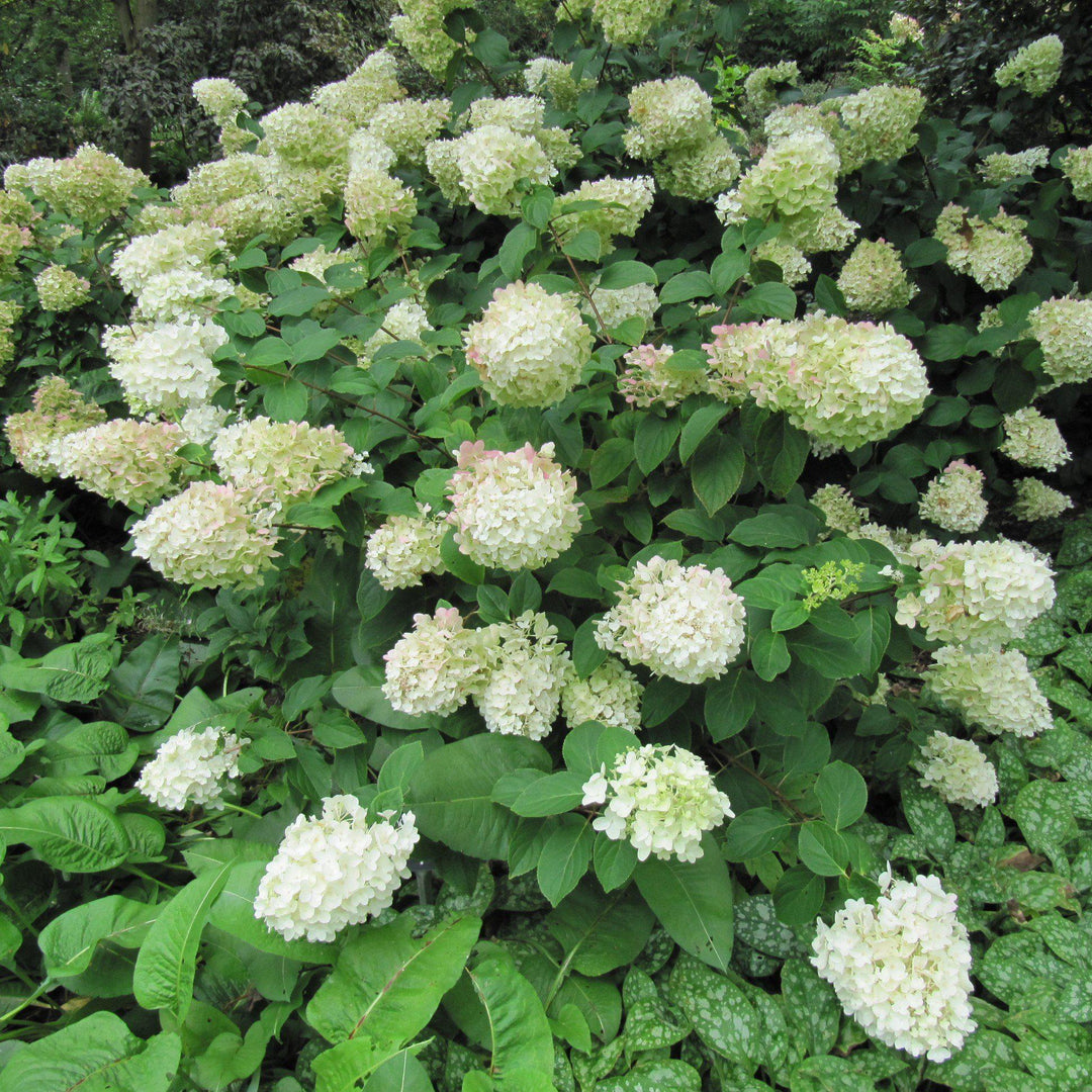 Hydrangea paniculata 'Silver Doller' ~ Low Tide™ Hydrangea - Delivered By ServeScape