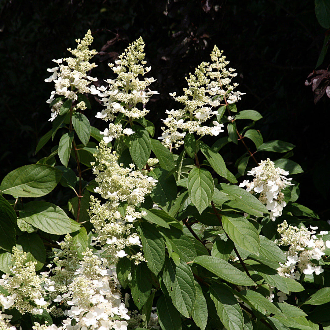 Hydrangea paniculata 'Tardiva' ~ Tardiva Hydrangea - Delivered By ServeScape