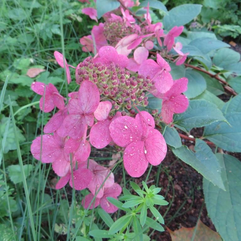 Hydrangea paniculata 'Wims Red' ~ Fire & Ice Hydrangea-ServeScape