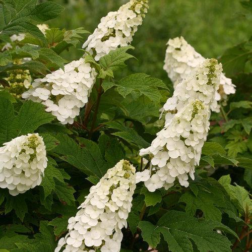 Hydrangea quercifolia 'Brenhill' ~ Gatsby Gal® Oakleaf Hydrangea-ServeScape