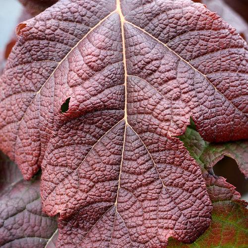 Hydrangea quercifolia 'Brother Edward' ~ Gatsby Moon® Hydrangea-ServeScape