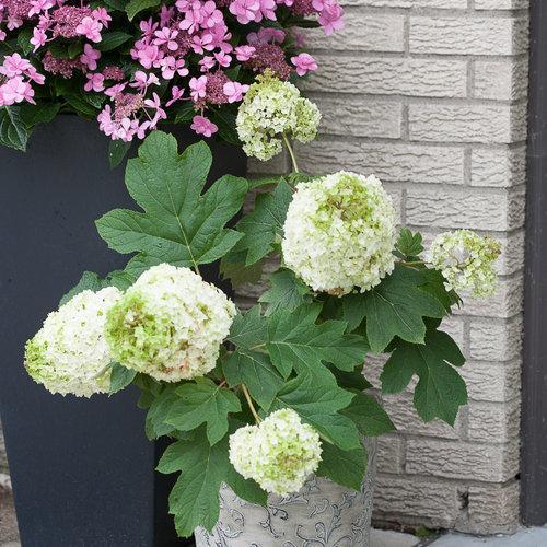 Hydrangea quercifolia 'Brother Edward' ~ Gatsby Moon® Hydrangea-ServeScape