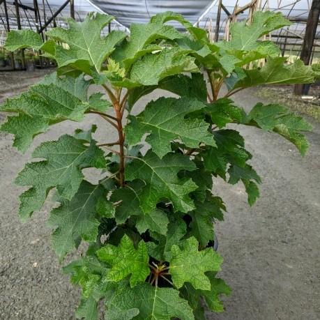 Hydrangea quercifolia 'Jetstream' ~ Jetstream Oakleaf Hydrangea-ServeScape