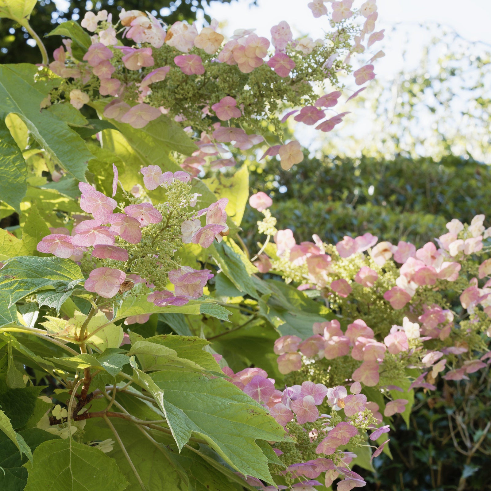 Hydrangea quercifolia 'Jetstream' ~ Jetstream Oakleaf Hydrangea - Delivered By ServeScape