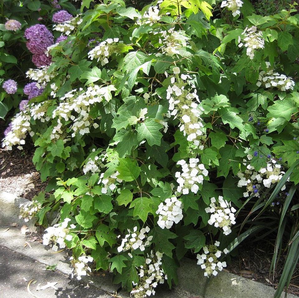 Hydrangea quercifolia ~ Oakleaf Hydrangea-ServeScape