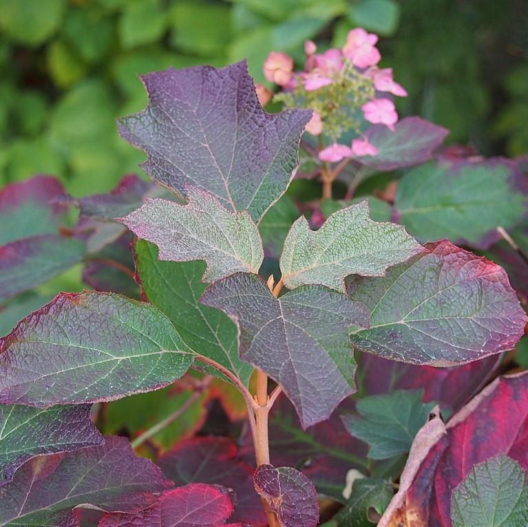 Hydrangea quercifolia 'Sike's Dwarf' ~ Sike's Dwarf Oakleaf Hydrangea-ServeScape