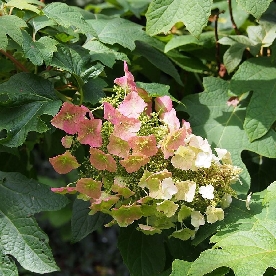 Hydrangea quercifolia 'Sike's Dwarf' ~ Sike's Dwarf Oakleaf Hydrangea-ServeScape