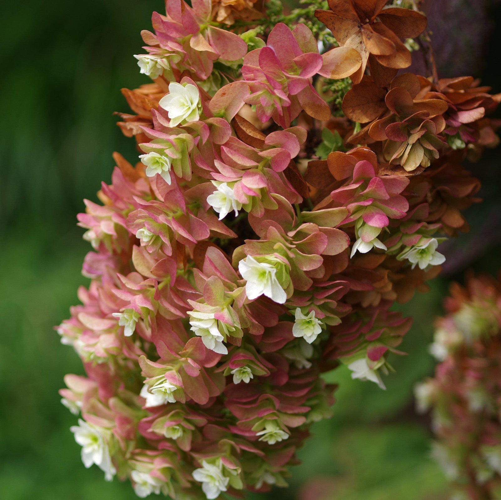 Hydrangea quercifolia 'Snowcicle' ~ Snowcicle Hydrangea-ServeScape