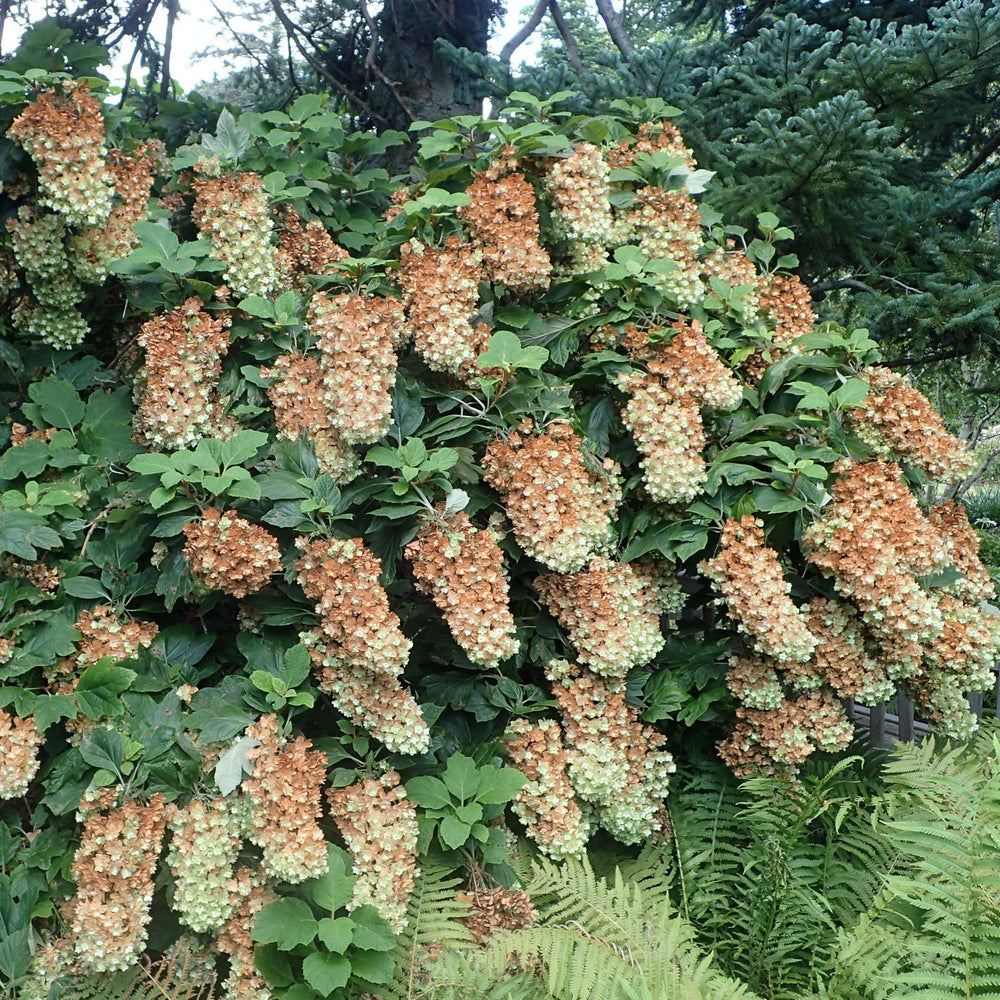 Hydrangea quercifolia 'Snowflake' ~ Snowflake Hydrangea - Delivered By ServeScape