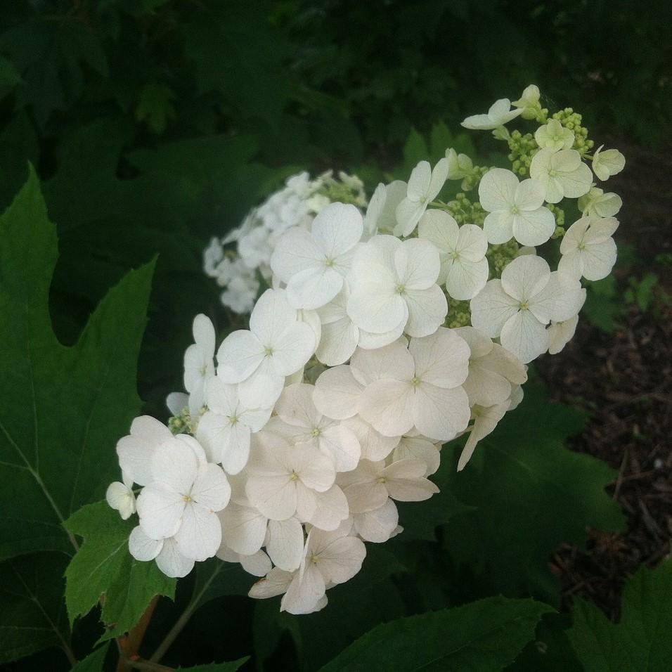 Hydrangea quercifolia 'Vaughn's Lillie' ~ Vaughn's Lillie Hydrangea-ServeScape