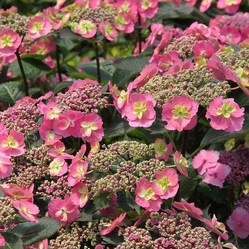 Hydrangea serrata 'MAK20 ~ Tuff Stuff™ Hydrangea-ServeScape