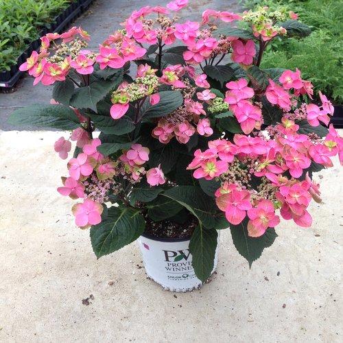 Hydrangea serrata 'SMNMAKTSR' ~ Tuff Stuff™ Red Hydrangea-ServeScape