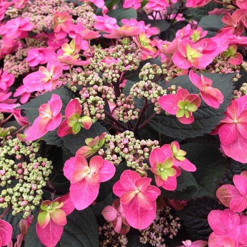 Hydrangea serrata 'SMNMAKTSR' ~ Tuff Stuff™ Red Hydrangea-ServeScape