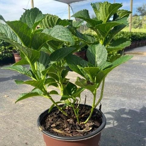Hydrangea macrophylla ‘Hortmagitri’ PP30044 ~ Heart Throb™ Hydrangea-ServeScape
