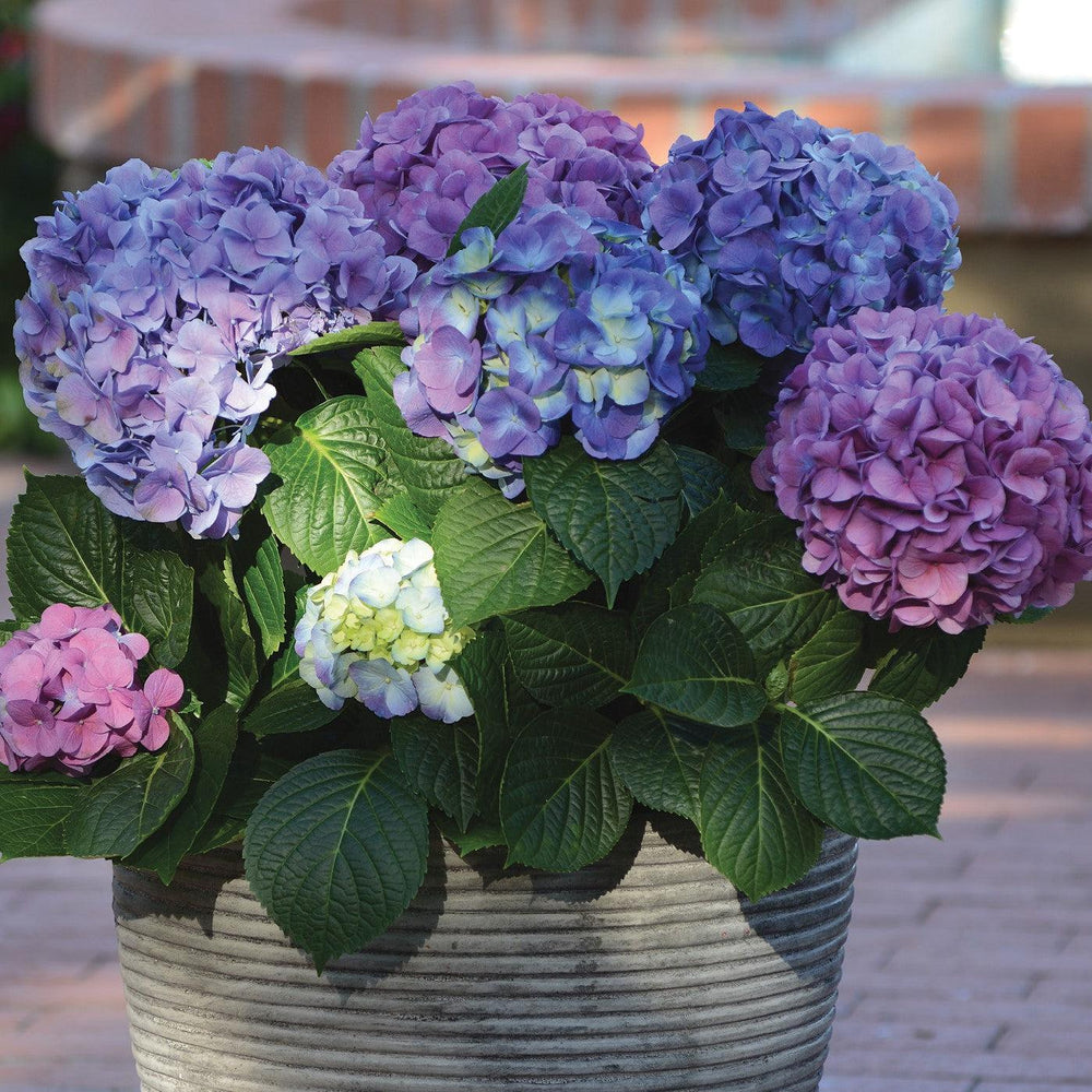 Hydrangea macrophylla 'Lindsey Ann' ~ LA Dreamin'® Hydrangea-ServeScape