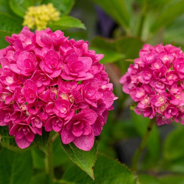 Hydrangea macrophylla 'B-003' PP26,823 ~ Ruby Blossom Hydrangea-ServeScape