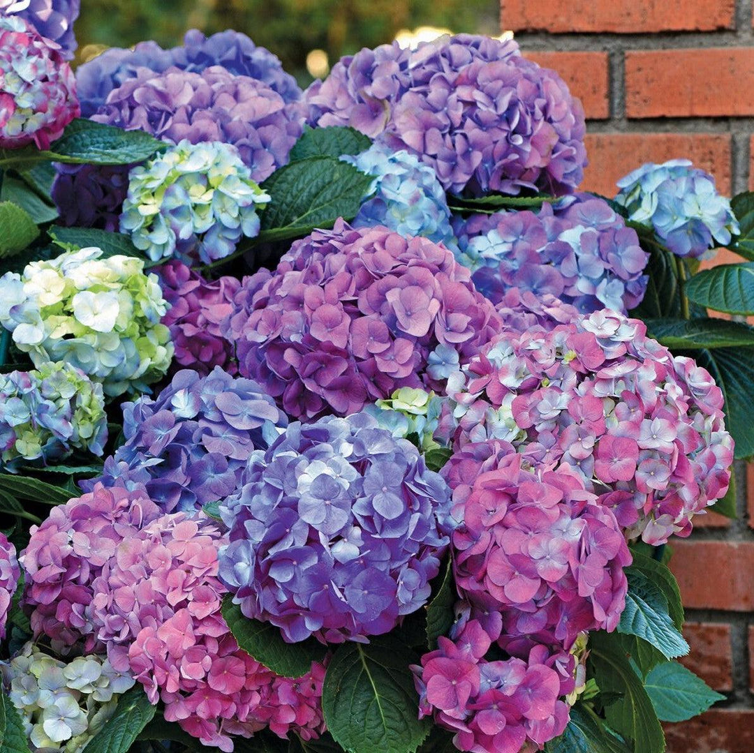 Hydrangea macrophylla 'Lindsey Ann' ~ LA Dreamin'® Hydrangea-ServeScape