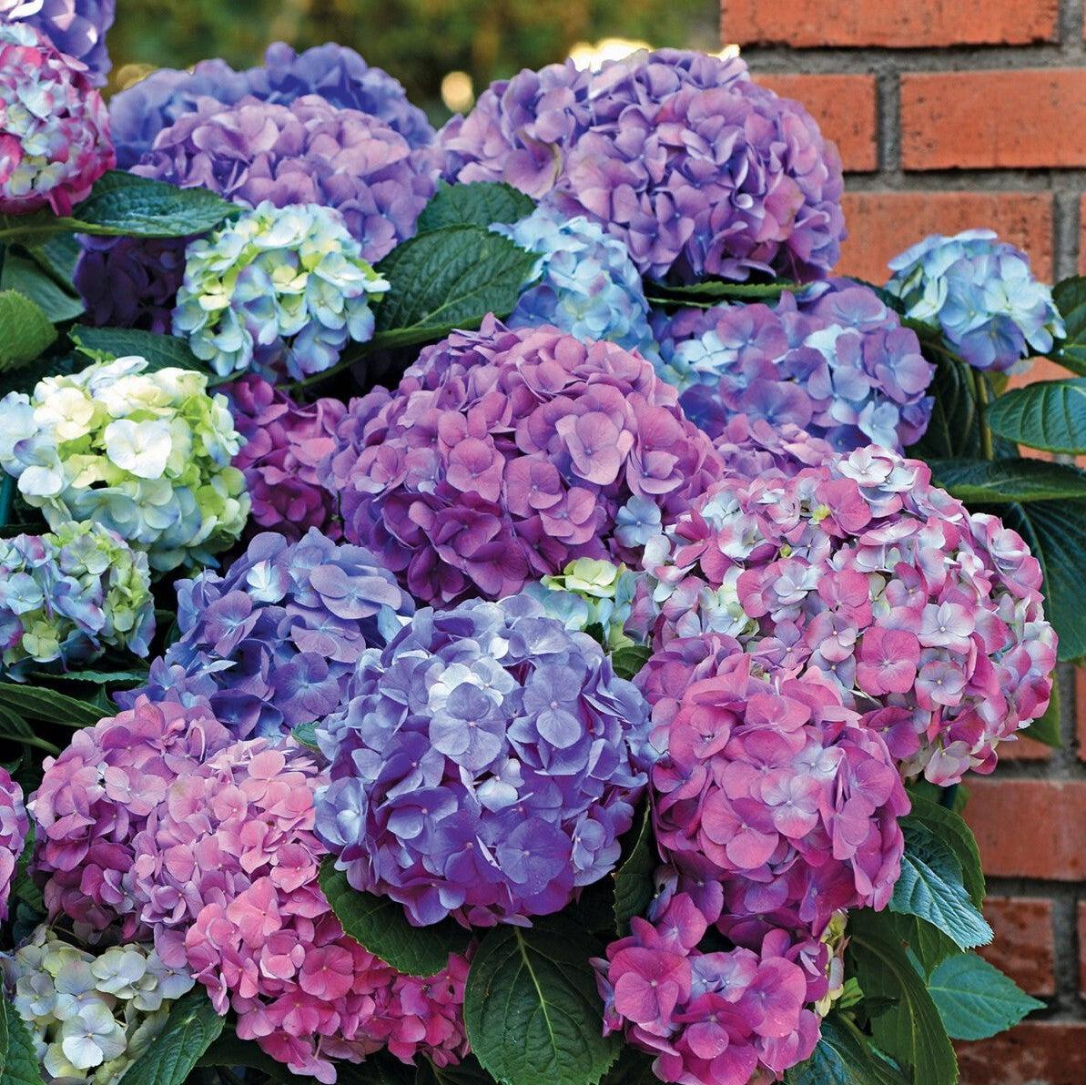 Hydrangea macrophylla 'Lindsey Ann' ~ LA Dreamin'® Hydrangea-ServeScape