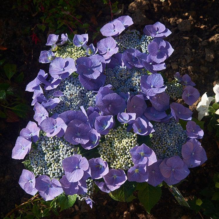 Hydrangea macrophylla 'Blaumeise' ~ Blaumeise Hydrangea, Blue Titmouse Hydrangea-ServeScape
