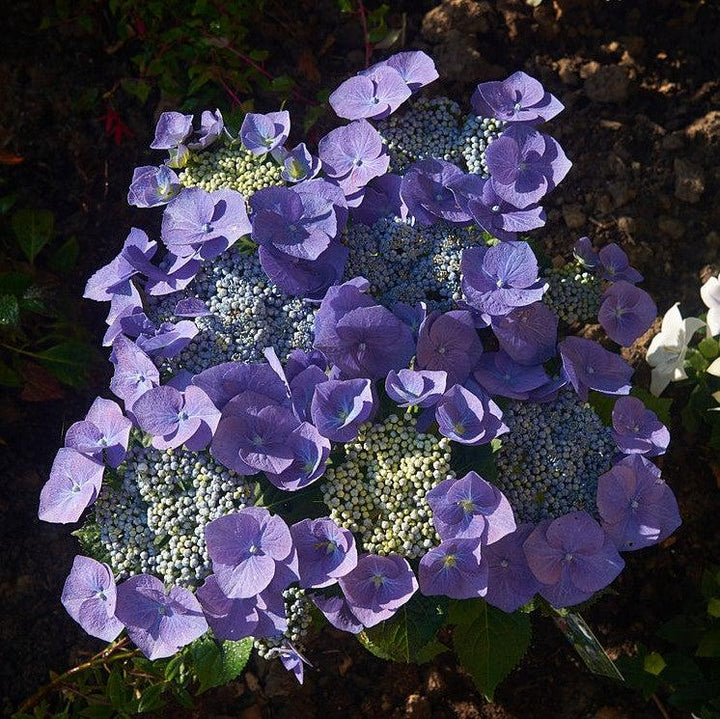 Hydrangea macrophylla 'Blaumeise' ~ Blaumeise Hydrangea, Blue Titmouse Hydrangea-ServeScape
