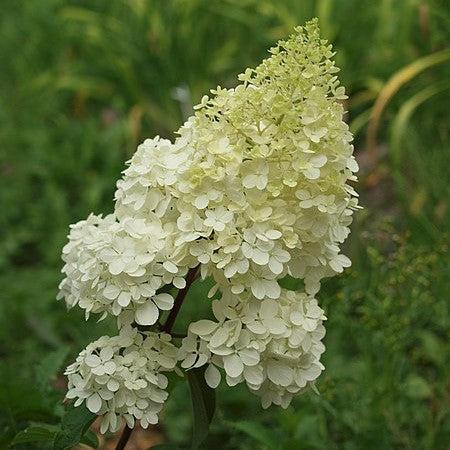 Hydrangea paniculata 'Renhy'~ First Editions® Vanilla Strawberry™ Hydrangea-ServeScape