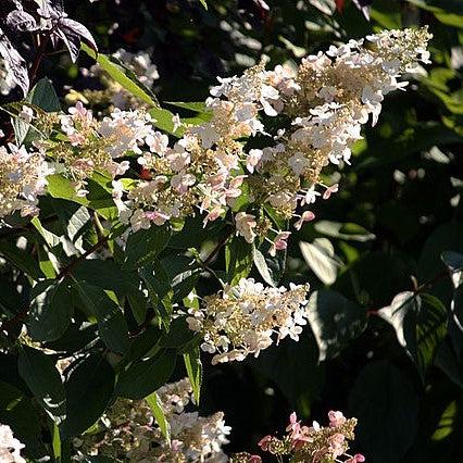Hydrangea paniculata 'Hpopr013' ~ Lava Lamp® Candlebra® Hydrangea-ServeScape