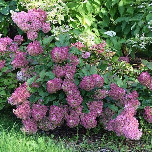 Hydrangea paniculata 'Rensun' PP 25,438 ~ First Editions® Strawberry Sundae® Hydrangea-ServeScape