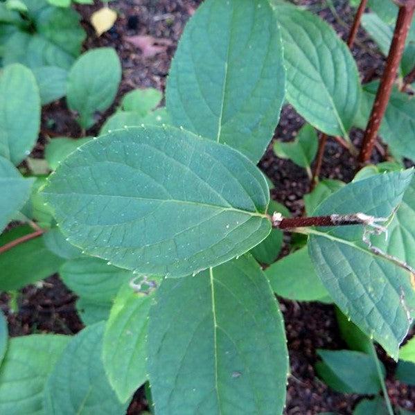 Hydrangea paniculata 'Wims Red' ~ Fire & Ice Hydrangea-ServeScape