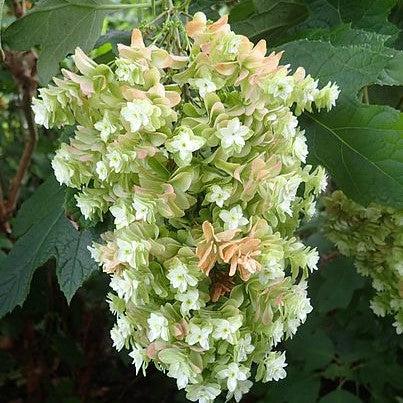 Hydrangea quercifolia 'Snowflake' ~ Snowflake Hydrangea-ServeScape