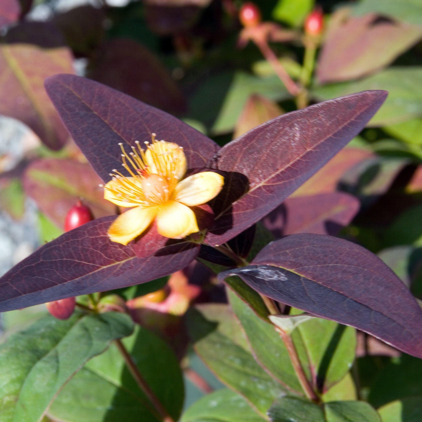 Hypericum androsaemum 'Albury Purple' ~ Albury Purple St. John's Wort-ServeScape