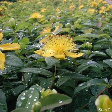 Hypericum calycinum ~ St. John's Wort