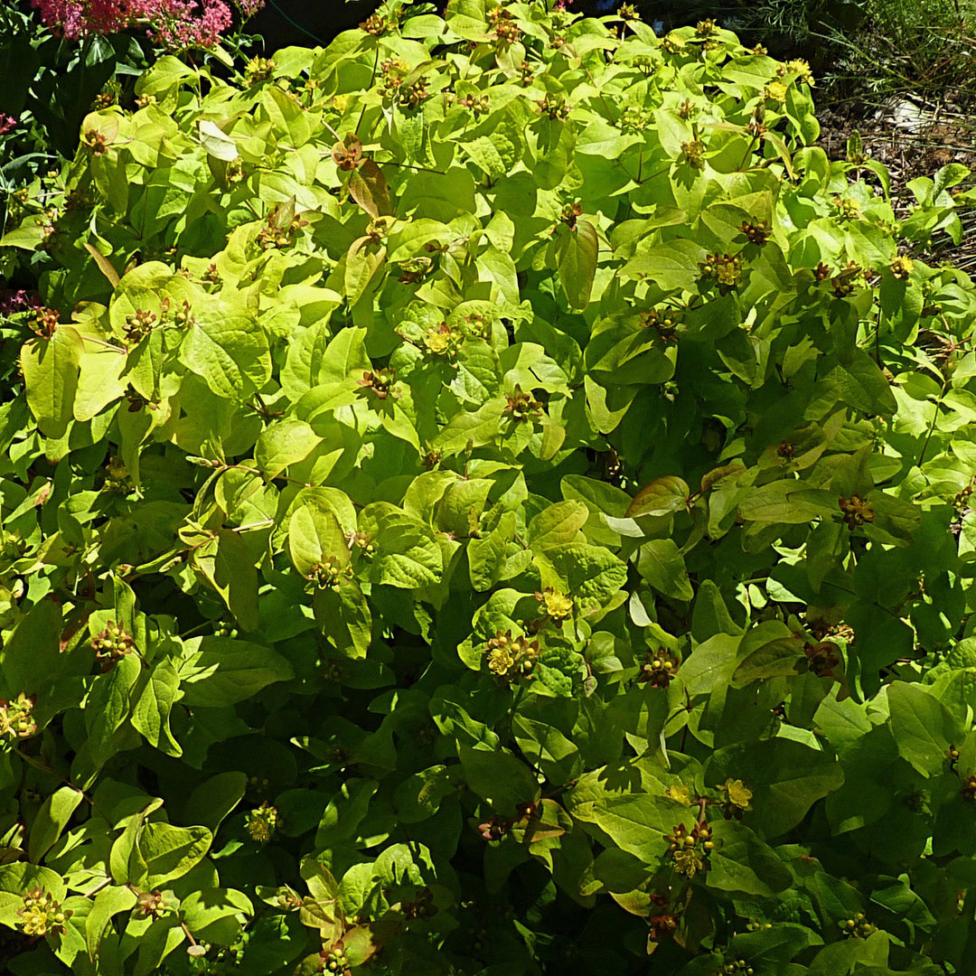 Hypericum desnsiflorum 'Creel's Gold Star' ~ Creel's Gold Star Hypericum, Bushy St. Jonh's Wort - Delivered By ServeScape