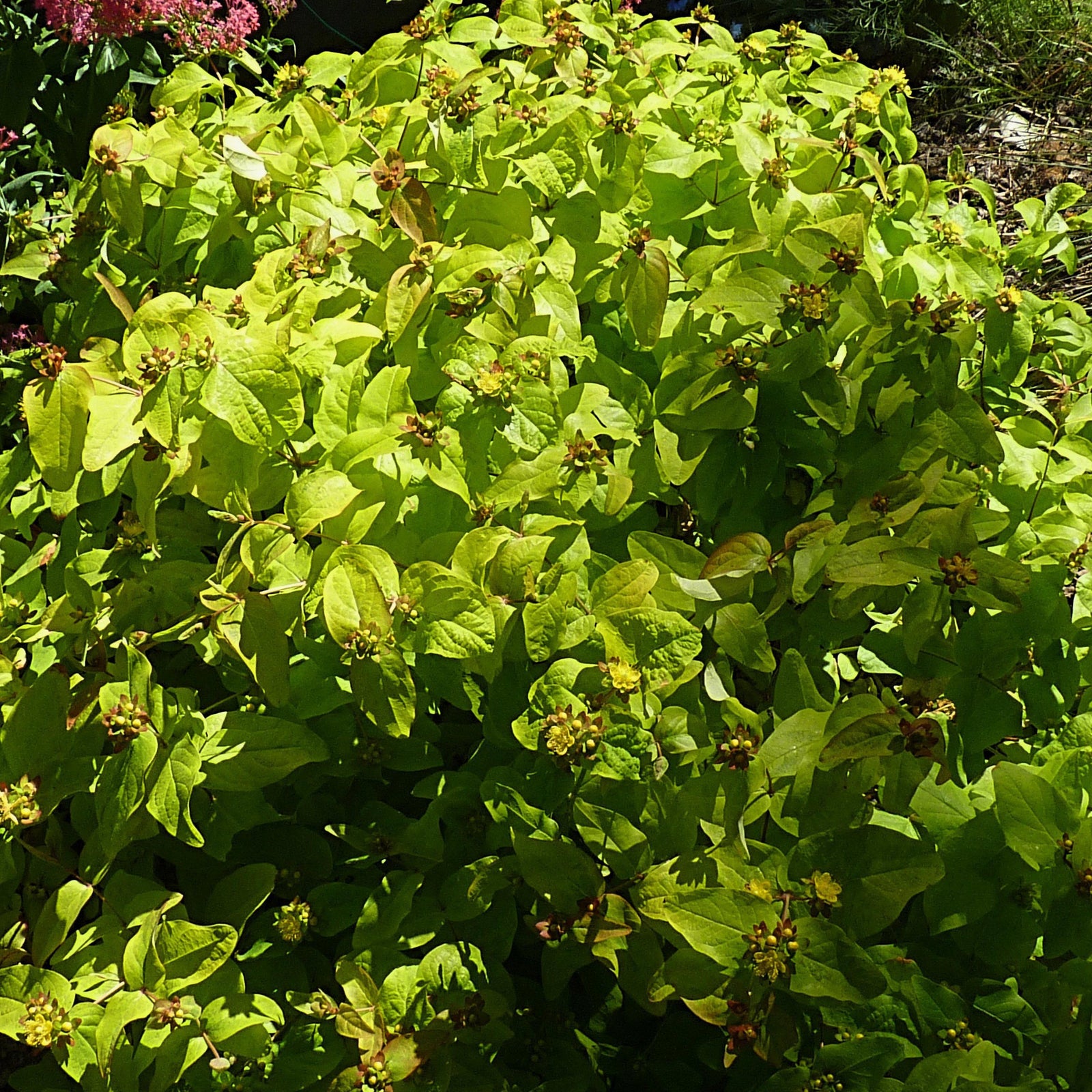 Hypericum desnsiflorum 'Creel's Gold Star' ~ Creel's Gold Star Hypericum, Bushy St. Jonh's Wort - Delivered By ServeScape