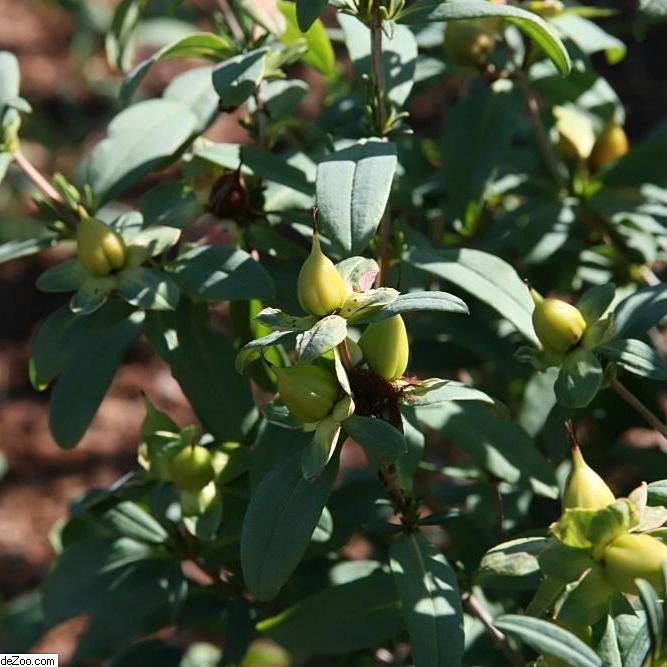 Hypericum frondosum 'Sunburst' ~ Sunburst St. John's Wort - Delivered By ServeScape