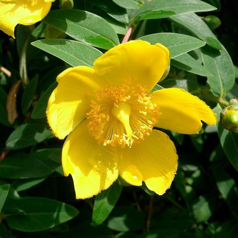 Hypericum patulum 'Stardust' PP18408 ~ Stardust Hypericum, Bushy St. John's Wort-ServeScape