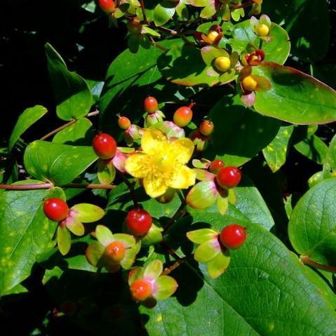 Hypericum x inodorum 'Allgrandeur' ~ Miracle® Grandeur St. John's Wort, Tall Tutsan - Delivered By ServeScape