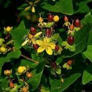 Hypericum x inodorum 'Allmadne' ~ Miracle ® Night St. John's Wort - Delivered By ServeScape