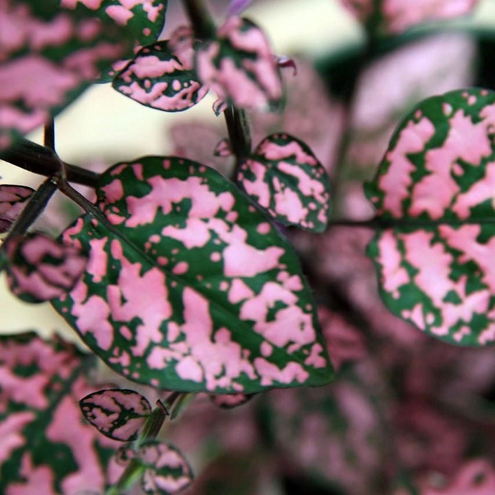 Hypoestes phyllostachya 'PAS2342' ~ Splash Select™ Rose Polka Dot Plant-ServeScape
