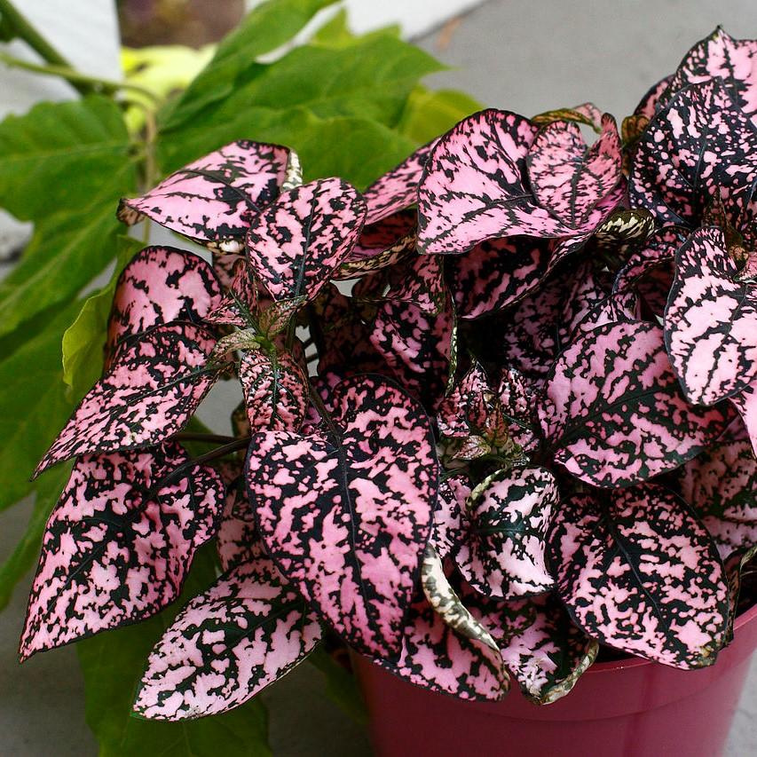 Hypoestes phyllostachya 'PAS2342' ~ Splash Select™ Rose Polka Dot Plant-ServeScape