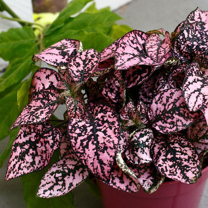 Hypoestes phyllostachya 'PAS2342' ~ Splash Select™ Rose Polka Dot Plant-ServeScape