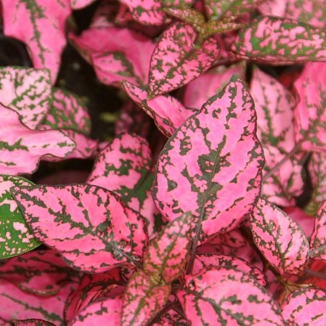 Hypoestes phyllostachya 'PAS2342' ~ Splash Select™ Rose Polka Dot Plant-ServeScape