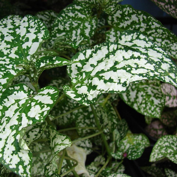 Hypoestes phyllostachya 'PAS2343' ~ Splash Select™ White Polka Dot Plant-ServeScape