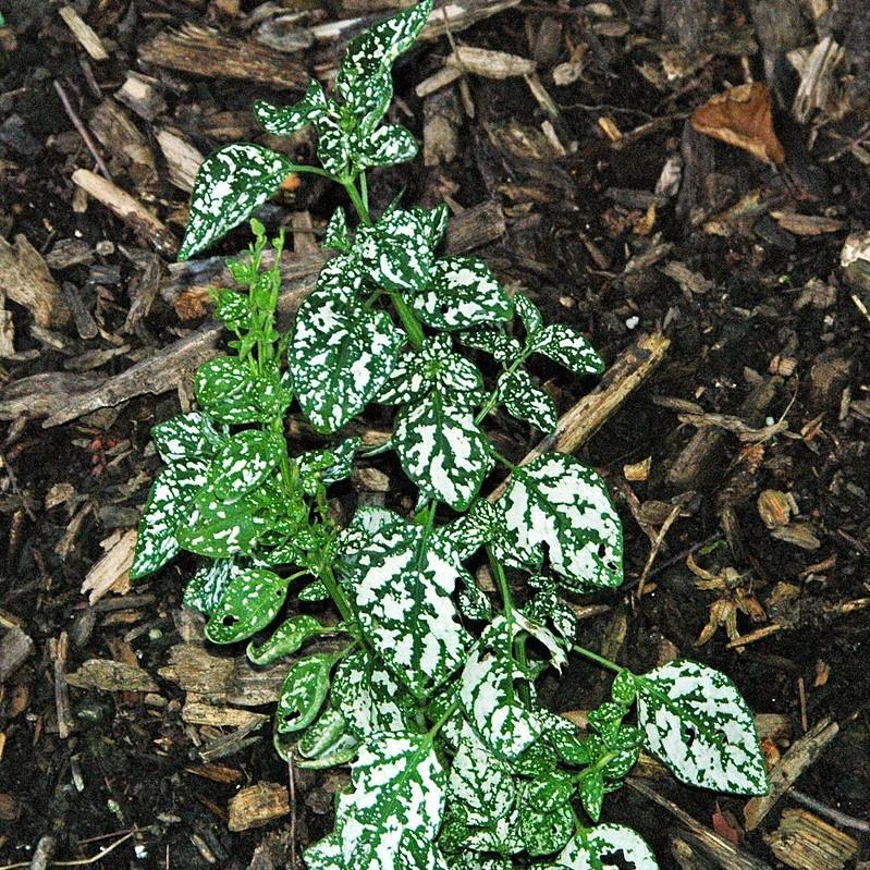 Hypoestes phyllostachya 'PAS2343' ~ Splash Select™ White Polka Dot Plant-ServeScape