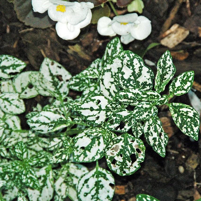 Hypoestes phyllostachya 'PAS2343' ~ Splash Select™ White Polka Dot Plant-ServeScape